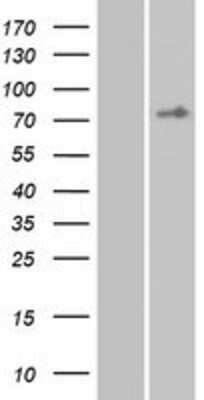 Western Blot: EMR3 Overexpression Lysate (Adult Normal) [NBP2-05995] Left-Empty vector transfected control cell lysate (HEK293 cell lysate); Right -Over-expression Lysate for EMR3.