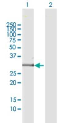 Western Blot: EMX2 Antibody [H00002018-B01P] - Analysis of EMX2 expression in transfected 293T cell line by EMX2 polyclonal antibody.  Lane 1: EMX2 transfected lysate(27.72 KDa). Lane 2: Non-transfected lysate.