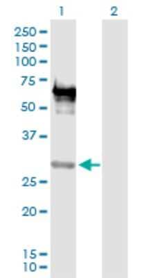 Western Blot: EMX2 Antibody [H00002018-D01P] - Analysis of EMX2 expression in transfected 293T cell line by EMX2 polyclonal antibody.Lane 1: EMX2 transfected lysate(27.72 KDa).Lane 2: Non-transfected lysate.