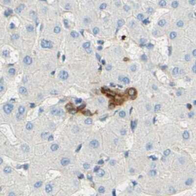 Immunohistochemistry-Paraffin ENDOD1 Antibody - BSA Free