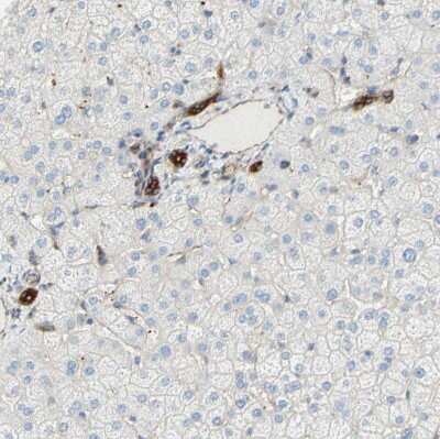 Immunohistochemistry-Paraffin ENDOD1 Antibody - BSA Free