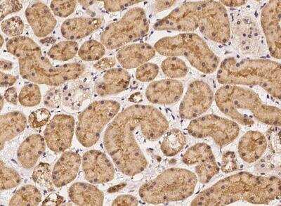 Immunohistochemistry-Paraffin: ENDOD1 Antibody [NBP3-06563] - Staining of human ENDOD1 in human kidney with rabbit polyclonal antibody at 1:500 dilution.