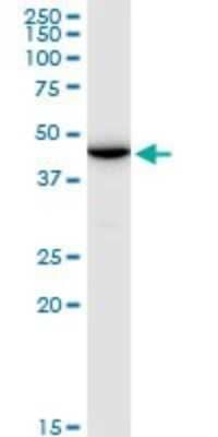 Western Blot: ENO1P Antibody [H00002025-B01P] - Analysis of ENO1P expression in HepG2.