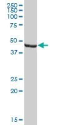 Western Blot: ENO1P Antibody [H00002025-B01P] - Analysis of ENO1P expression in human kidney.
