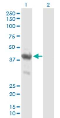 Western Blot: ENO1P Antibody [H00002025-B01P] - Analysis of ENO1P expression in transfected 293T cell line by ENO1P polyclonal antibody.  Lane 1: ENO1P transfected lysate(42.68 KDa). Lane 2: Non-transfected lysate.