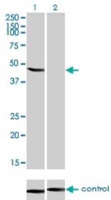 Western Blot: ENO3 Antibody (5D1) [H00002027-M01] - Analysis of ENO3 over-expressed 293 cell line, cotransfected with ENO3 Validated Chimera RNAi ( Cat # H00002027-R01V ) (Lane 2) or non-transfected control (Lane 1). Blot probed with ENO3 monoclonal antibody (M01), clone 5D1 (Cat # H00002027-M01 ). GAPDH ( 36.1 kDa ) used as specificity and loading control.