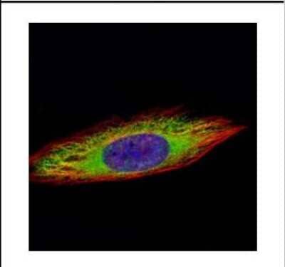 Immunocytochemistry/Immunofluorescence: ENO3 Antibody [NBP2-16336] - Confocal immunofluorescence analysis of methanol-fixed HeLa, using ENO3 antibody (Green) at 1:500 dilution. Alpha-tubulin filaments are labeled with Alpha-tubulin antibody (Red) at 1:2000.