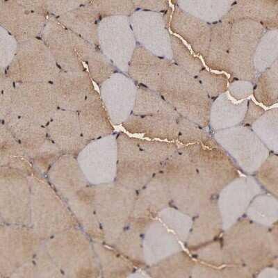 Immunohistochemistry-Paraffin: ENO3 Antibody [NBP1-85821] - Staining of human skeletal muscle shows high expression.