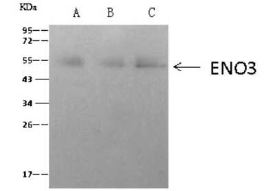 Immunoprecipitation: ENO3 Antibody [NBP2-99420] - ENO3 was immunoprecipitated using: Lane A: 0.5 mg HepG2 Whole Cell Lysate. Lane B: 0.5 mg NIH-3T3 Whole Cell Lysate. Lane C: 0.5 mg RAW246.7 Whole Cell Lysate. 4 ul anti-ENO3 rabbit polyclonal antibody and 60 ug of Immunomagnetic beads. Protein A/G. Primary antibody: Anti-ENO3 rabbit polyclonal antibody, at 1:100 dilution. Secondary antibody: Clean-Blot IP Detection Reagent (HRP) at 1:1000 dilution. Developed using the ECL technique. Performed under reducing conditions. Predicted band size: 50 kDa. Observed band size: 54 kDa