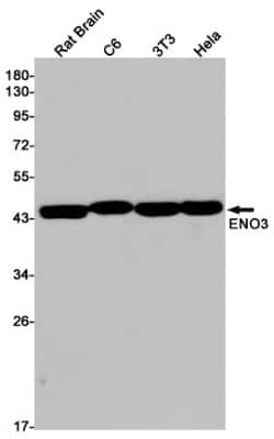 Western Blot: ENO3 Antibody (S07-5B2) [NBP3-14890] - Western blot detection of ENO3 in Rat Brain, C6, 3T3, Hela cell lysates using ENO3 Rabbit mAb (1:1000 diluted). Predicted band size: 47kDa. Observed band size: 47kDa.