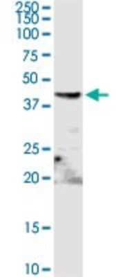 Western Blot: ENO3 Antibody [H00002027-D01P] - Analysis of ENO3 expression in MCF-7.