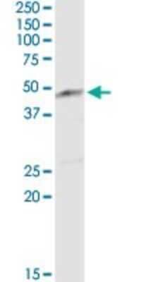 Western Blot: ENO3 Antibody [H00002027-D01P] - Analysis of ENO3 expression in human kidney.
