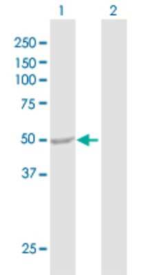 Western Blot: ENO3 Antibody [H00002027-D01P] - Analysis of ENO3 expression in transfected 293T cell line by ENO3 polyclonal antibody.Lane 1: ENO3 transfected lysate(46.90 KDa).Lane 2: Non-transfected lysate.