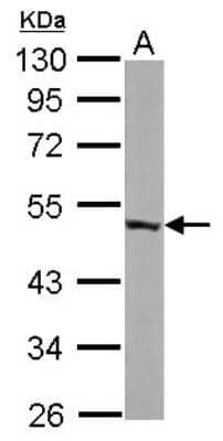 Western Blot: ENO3 Antibody [NBP1-31764] - Sample (50 ug of whole cell lysate) A: mouse brain 10% SDS PAGE; antibody diluted at 1:10000.