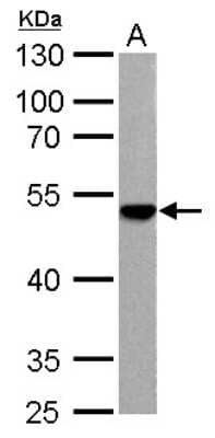 Western Blot: ENO3 Antibody [NBP1-31764] - 30 ug Rat 2 whole cell lysate/extract 10% SDS-PAGE gel, antibody dilution 1:1000.