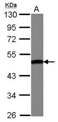 Western Blot: ENO3 Antibody [NBP2-16336] - Sample (30 ug of whole cell lysate) A: HepG2 10% SDS PAGE gel, diluted at 1:10000.