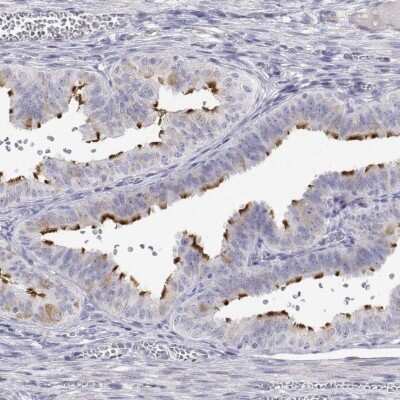 Immunohistochemistry-Paraffin: ENO4 Antibody [NBP2-38927] - Staining of human fallopian tube shows high expression.