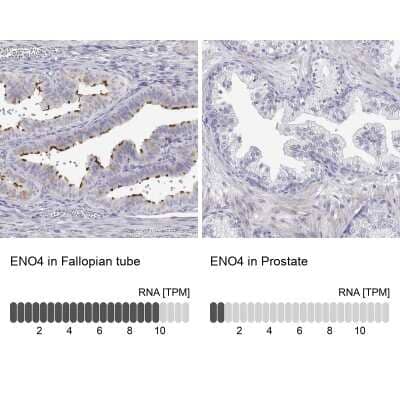 Immunohistochemistry-Paraffin: ENO4 Antibody [NBP2-38927] - Staining in human fallopian tube and prostate tissues using anti-ENO4 antibody. Corresponding ENO4 RNA-seq data are presented for the same tissues.
