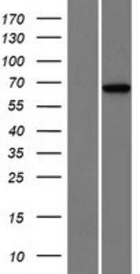 Western Blot: ENOX2 Overexpression Lysate (Adult Normal) [NBP2-07627] Left-Empty vector transfected control cell lysate (HEK293 cell lysate); Right -Over-expression Lysate for ENOX2.