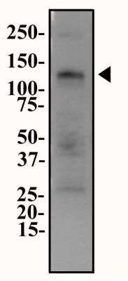 Western Blot: ENPP-1 Antibody [NB600-816] - Western blot analysis of ENPP-1 in HepG2 cell lysate at 2.0 ug/ml.