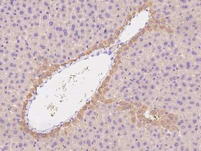 Immunohistochemistry-Paraffin: ENPP-2/Autotaxin Antibody [NBP2-98332] - Immunochemical staining of mouse ENPP-2/Autotaxin in mouse liver with rabbit polyclonal antibody at 1:300 dilution, formalin-fixed paraffin embedded sections.