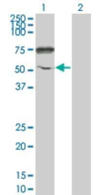 Western Blot: ENPP-5 Antibody (1C5-1D7) [H00059084-M01] - Analysis of ENPP5 expression in transfected 293T cell line by ENPP5 monoclonal antibody (M01), clone 1C5-1D7.Lane 1: ENPP5 transfected lysate(54.666 KDa).Lane 2: Non-transfected lysate.