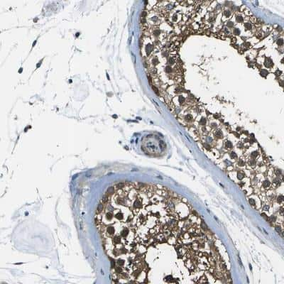 Immunohistochemistry: ENPP-5 Antibody [NBP1-86449] - Staining of human testis shows strong cytoplasmic positivity in cells of ductus seminiferus.