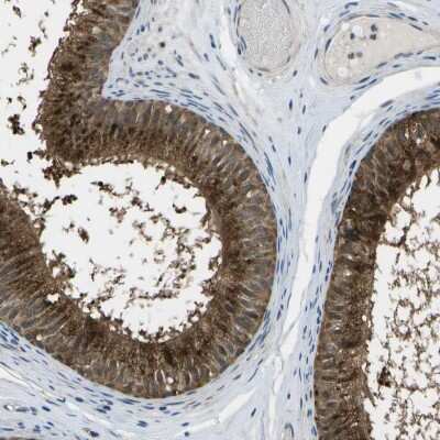 Immunohistochemistry-Paraffin ENPP-5 Antibody