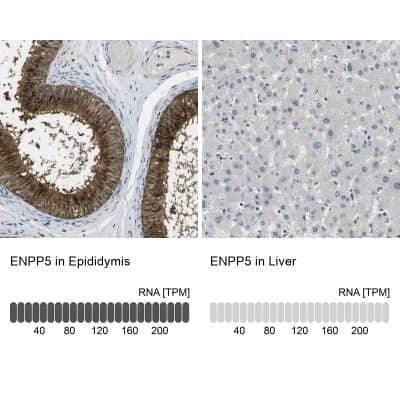 Immunohistochemistry-Paraffin: ENPP-5 Antibody [NBP1-86449] - Staining in human epididymis and liver tissues using anti-ENPP5 antibody. Corresponding ENPP5 RNA-seq data are presented for the same tissues.