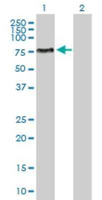 Western Blot: ENPP-5 Antibody [H00059084-D01P] - Analysis of ENPP5 expression in transfected 293T cell line by ENPP5 polyclonal antibody.Lane 1: ENPP5 transfected lysate(54.70 KDa).Lane 2: Non-transfected lysate.