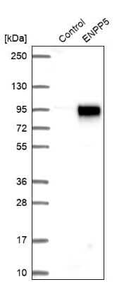 Western Blot ENPP-5 Antibody