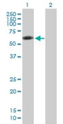 Western Blot: ENPP-7/Alk-SMase Antibody [H00339221-B01P] - Analysis of ENPP7 expression in transfected 293T cell line by ENPP7 polyclonal antibody.  Lane 1: ENPP7 transfected lysate(50.38 KDa). Lane 2: Non-transfected lysate.