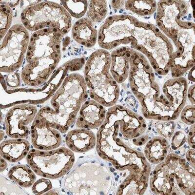 Immunohistochemistry-Paraffin: ENPP4 Antibody [NBP1-81466] - Staining of human kidney shows cytoplasmic, membranous and nuclear positivity in renal tubules.