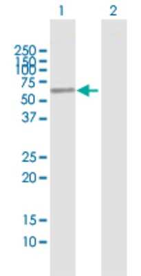 Western Blot: ENPP4 Antibody [H00022875-B01P] - Analysis of ENPP4 expression in transfected 293T cell line by ENPP4 polyclonal antibody.  Lane 1: ENPP4 transfected lysate(49.83 KDa). Lane 2: Non-transfected lysate.