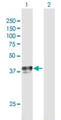 Western Blot: ENT1 Antibody [H00002030-B01P] - Analysis of SLC29A1 expression in transfected 293T cell line by SLC29A1 polyclonal antibody.  Lane 1: SLC29A1 transfected lysate(50.16 KDa). Lane 2: Non-transfected lysate.