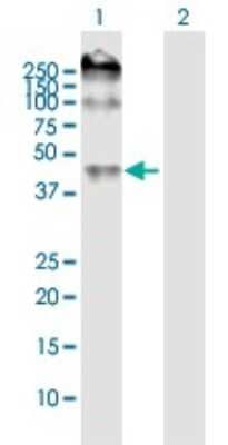 Western Blot: ENT2 Antibody [H00003177-B02P] - Analysis of SLC29A2 expression in transfected 293T cell line by SLC29A2 polyclonal antibody.  Lane 1: SLC29A2 transfected lysate(50.16 KDa). Lane 2: Non-transfected lysate.