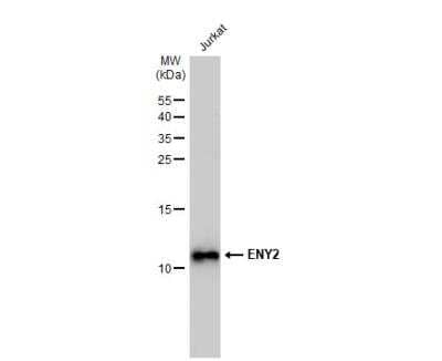 Western Blot ENY2 Antibody (245) - Azide and BSA Free