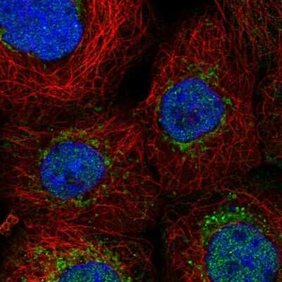 Immunocytochemistry/ Immunofluorescence ENY2 Antibody - BSA Free