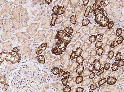Immunohistochemistry-Paraffin: ENY2 Antibody [NBP3-06133] - Immunochemical staining of human ENY2 in human kidney with rabbit polyclonal antibody at 1:500 dilution, formalin-fixed paraffin embedded sections.