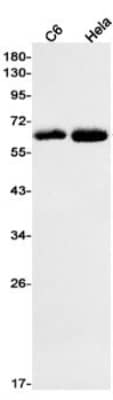 Western Blot: EOGT/AER61 Antibody (S02-0E5) [NBP3-19559] - Western blot detection of EOGT/AER61 in C6, Hela cell lysates using NBP3-19559 (1:1000 diluted). Predicted band size: 62kDa. Observed band size: 62kDa.