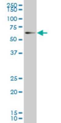 Western Blot: EOMES Antibody (1A7) [H00008320-M13] - Analysis of EOMES expression in IMR-32 (Cat # L008V1).