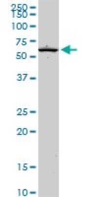 Western Blot: EOMES Antibody (2D3) [H00008320-M14] - Analysis of EOMES expression in PC-12 (Cat # L012V1).