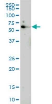 Western Blot: EOMES Antibody (2D3) [H00008320-M14] - Analysis of EOMES expression in IMR-32 (Cat # L008V1).