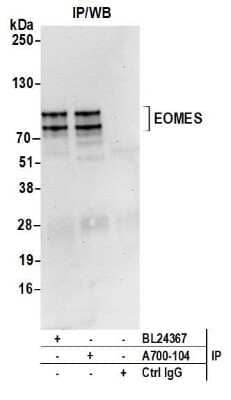 Western Blot: EOMES Antibody (BLR104H) [NBP3-07014] - Detection of human EOMES by WB of immunoprecipitates from NK-92 cell lysate. Antibodies: NBP3-07014 and rabbit anti-EOMES BL24367.