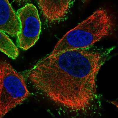 <b>Independent Antibodies Validation. </b>Immunocytochemistry/Immunofluorescence: EPB41L1 Antibody [NBP2-31650] - Immunofluorescent staining of human cell line A549 shows localization to plasma membrane.