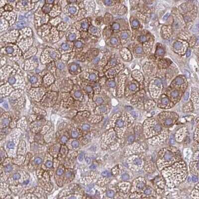 Immunohistochemistry-Paraffin: EPB41L1 Antibody [NBP2-31572] - Staining of human adrenal gland.