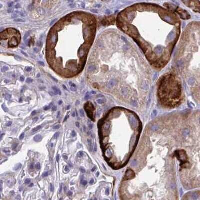 Immunohistochemistry-Paraffin: EPB41L1 Antibody [NBP2-31572] - Staining of human kidney.