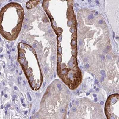 Immunohistochemistry-Paraffin: EPB41L1 Antibody [NBP2-31650] - Staining of human kidney.