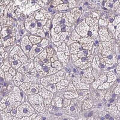 Immunohistochemistry-Paraffin: EPB41L1 Antibody [NBP2-31650] - Staining of human adrenal gland.