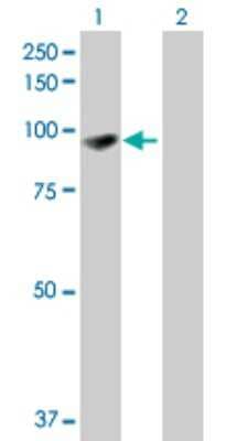 Western Blot: EPB41L1 Antibody [H00002036-B01P] - Analysis of EPB41L1 expression in transfected 293T cell line by EPB41L1 polyclonal antibody.  Lane1:EPB41L1 transfected lysate(85.69 KDa). Lane2:Non-transfected lysate.